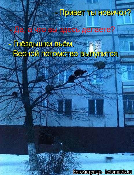 Котоматрица: - Привет ты новичок? - Да, а что вы здесь делаете? - Гнёздышки вьём. Весной потомство вылупится.