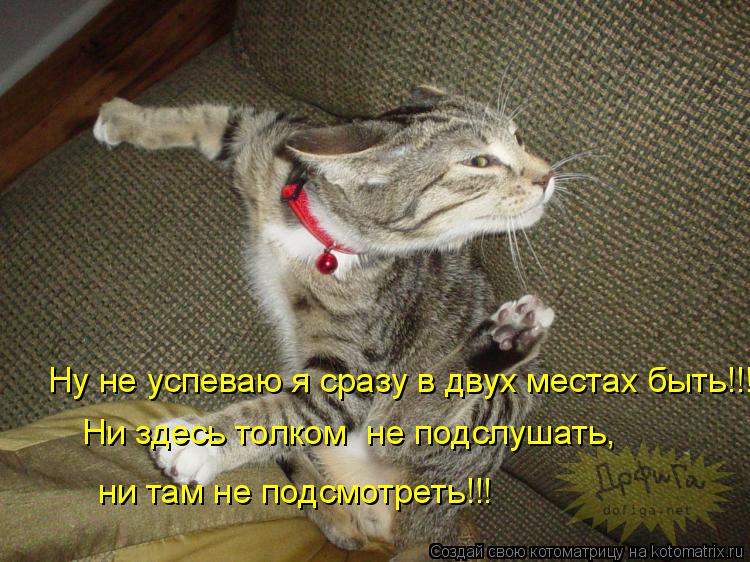 Котоматрица: Ни здесь толком  не подслушать,  Ну не успеваю я сразу в двух местах быть!!! ни там не подсмотреть!!!