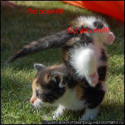 Петрович!!! В дурку его!!!... Котоматрица: Петрович!!! В дурку его!!!