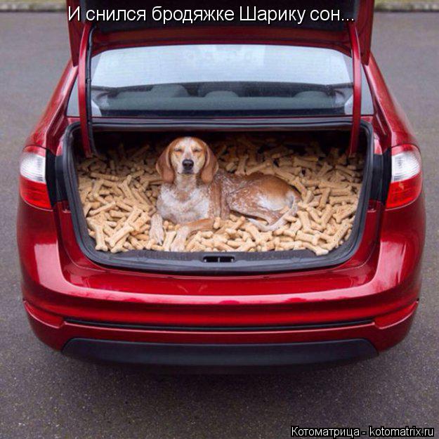Котоматрица: И снился бродяжке Шарику сон...