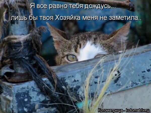 Котоматрица: лишь бы твоя Хозяйка меня не заметила.. Я все равно тебя дождусь...