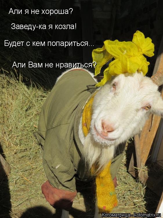 Котоматрица: Али я не хороша? Заведу-ка я козла! Будет с кем попариться... Али Вам не нравиться?
