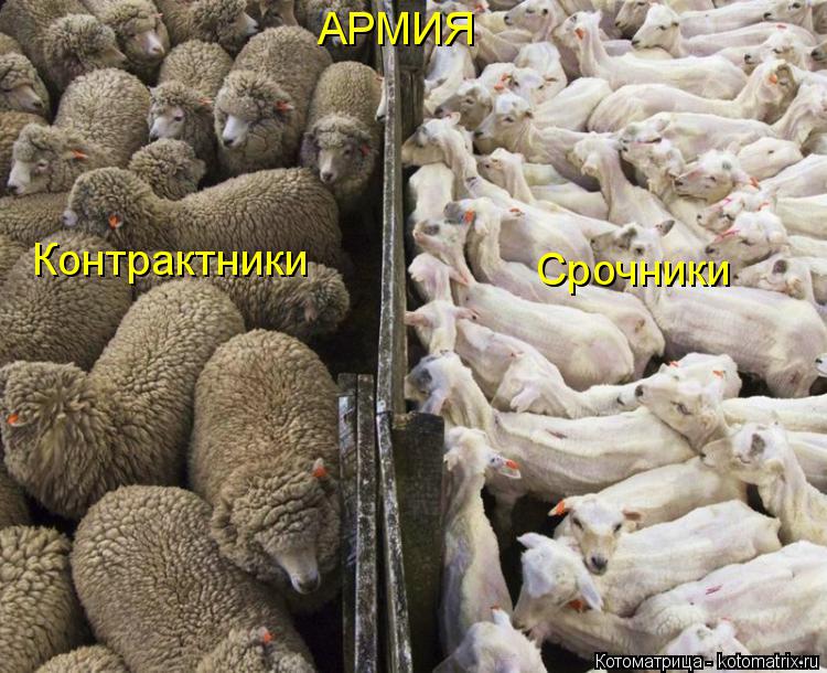 Котоматрица: АРМИЯ Контрактники Срочники