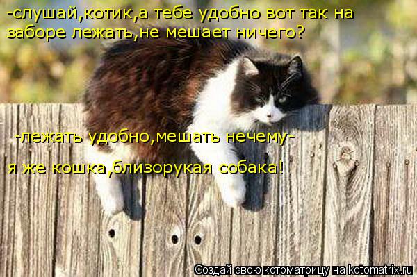 Котоматрица: я же кошка,близорукая собака! -лежать удобно,мешать нечему- заборе лежать,не мешает ничего? -слушай,котик,а тебе удобно вот так на