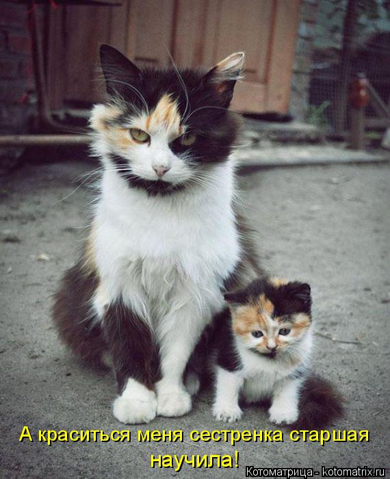 Котоматрица: А краситься меня сестренка старшая научила!