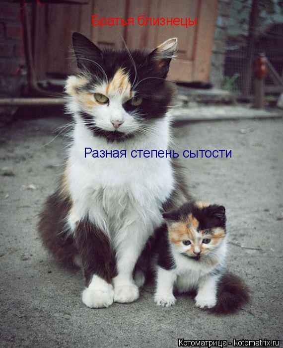 Братья близнецы Разная степень сытости... Котоматрица: Братья близнецы Разная степень сытости