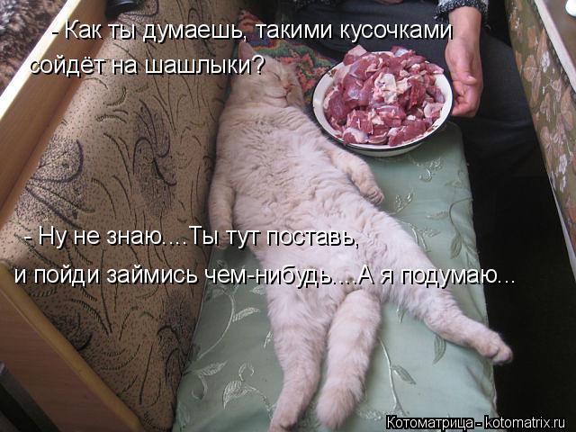 Котоматрица: - Как ты думаешь, такими кусочками  сойдёт на шашлыки?  - Ну не знаю....Ты тут поставь,  и пойди займись чем-нибудь....А я подумаю...