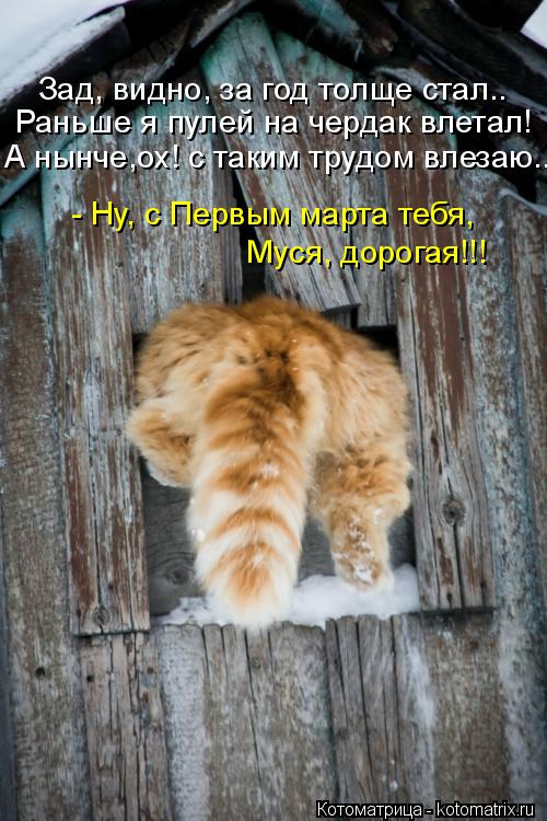 Котоматрица: Зад, видно, за год толще стал.. Раньше я пулей на чердак влетал! А нынче,ох! с таким трудом влезаю.. - Ну, с Первым марта тебя, Муся, дорогая!!!