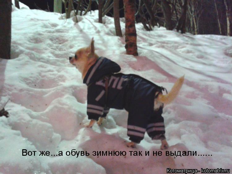 Котоматрица: Вот же...а обувь зимнюю так и не выдали......