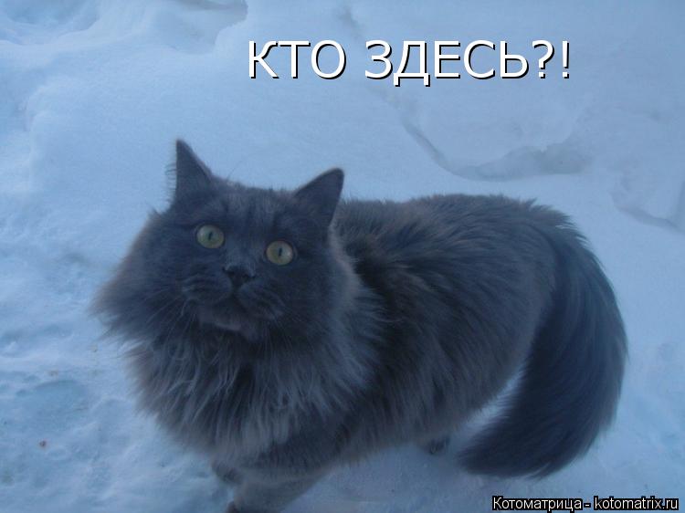 Котоматрица: КТО ЗДЕСЬ?!