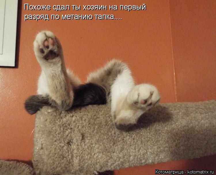 Котоматрица: Похоже сдал ты хозяин на первый разряд по метанию тапка....