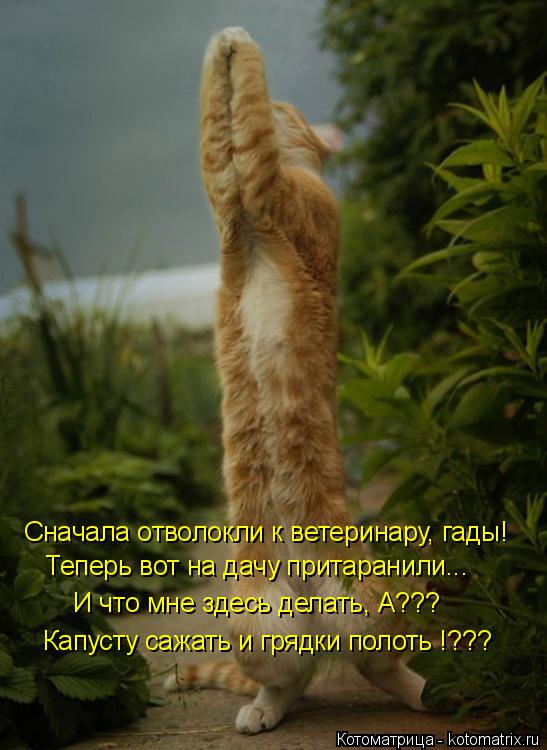 Котоматрица: Сначала отволокли к ветеринару, гады!  И что мне здесь делать, А??? Капусту сажать и грядки полоть !??? Теперь вот на дачу притаранили...