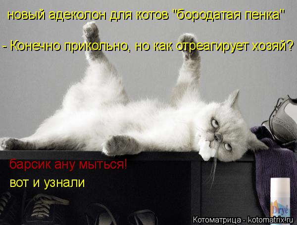 новый адеколон для котов "бородатая пенка" - Конечно прикольно, но как отреагирует хозяй? барсик ану ... Котоматрица: новый адеколон для котов "бородатая пенка" - Конечно прикольно, но как отреагирует хозяй? барсик ану мыться! вот и узнали барсик ану мыться!
