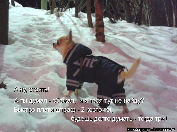 Котоматрица: А ты думал - сбежал,  и я тебя тут не найду? А ну, стоять! Быстро плати штраф - 2 косточки, будешь долго думать - тогда три!