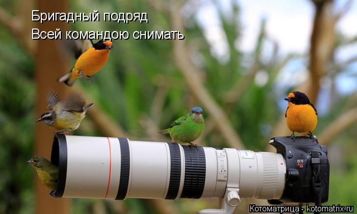 Котоматрица: Бригадный подряд Всей командою снимать