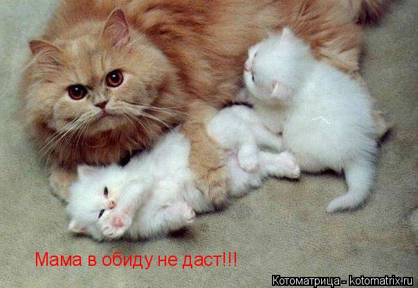 Котоматрица: Мама в обиду не даст!!!