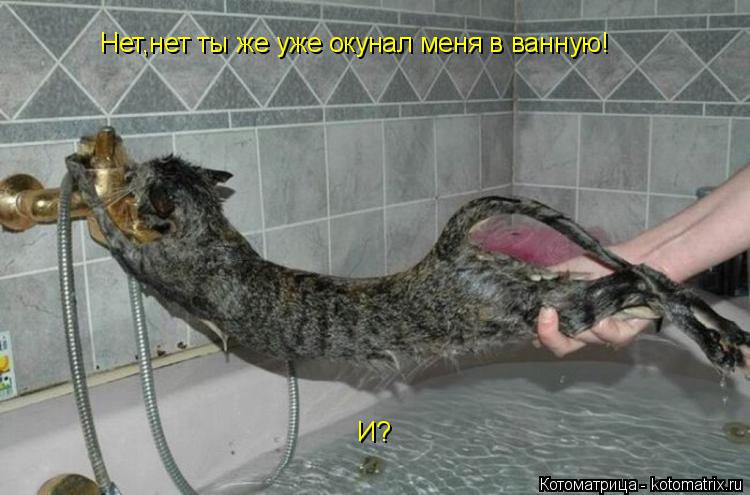 Котоматрица: Нет,нет ты же уже окунал меня в ванную! И?