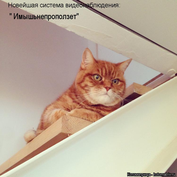 Котоматрица: Новейшая система видеонаблюдения: " Имышьнепроползет"
