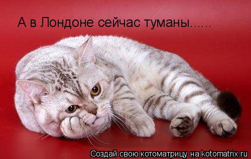 Котоматрица: А в Лондоне сейчас туманы......