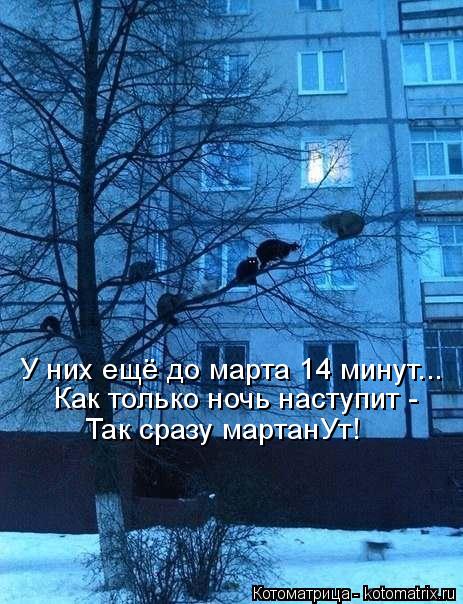 Котоматрица: У них ещё до марта 14 минут... Как только ночь наступит -  Так сразу мартанУт!