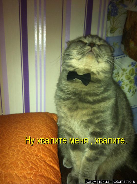 Котоматрица: Ну хвалите меня , хвалите.