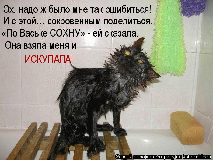 Котоматрица: Эх, надо ж было мне так ошибиться! И с этой… сокровенным поделиться. «По Ваське СОХНУ» - ей сказала. Она взяла меня и  ИСКУПАЛА!