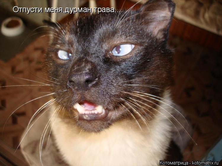 Котоматрица: Отпусти меня,дурман трава....
