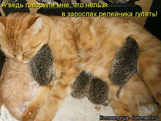 Котоматрица: А ведь говорили мне, что нельзя  в зарослях репейника гулять!