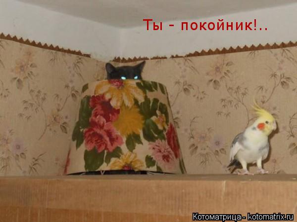 Котоматрица: Ты - покойник!..