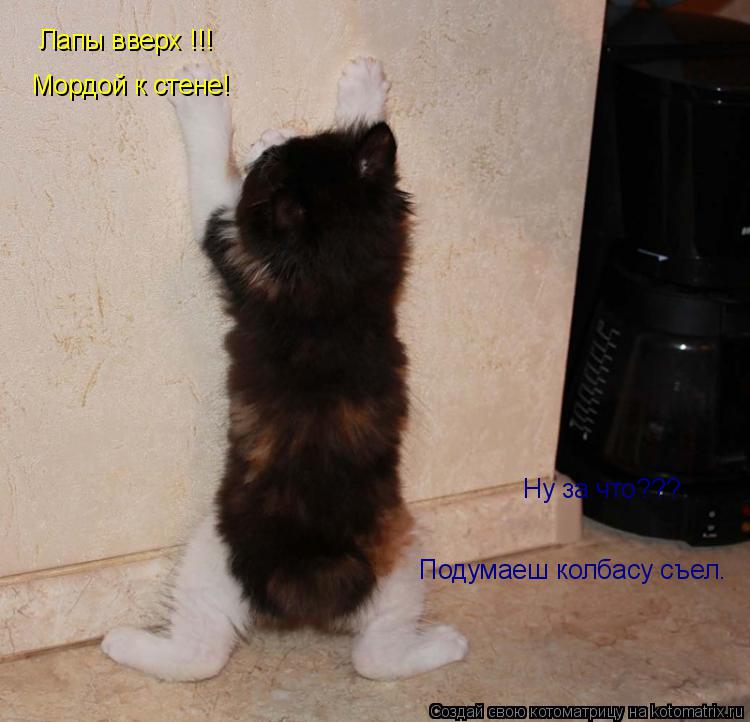 Котоматрица: Лапы вверх !!! Мордой к стене! Ну за что??? Подумаеш колбасу съел. Подумаеш колбасу съел.