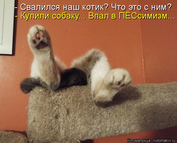 Котоматрица: - Свалился наш котик? Что это с ним? - Купили собаку... Впал в ПЁСсимизм...