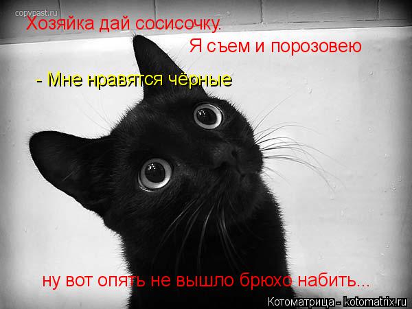 Котоматрица: Хозяйка дай сосисочку. Я съем и порозовею - Мне нравятся чёрные ну вот опять не вышло брюхо набить...
