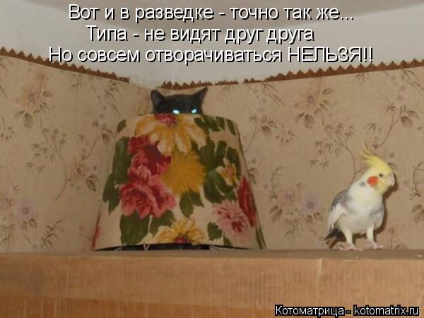 Котоматрица: Вот и в разведке - точно так же... Типа - не видят друг друга Но совсем отворачиваться НЕЛЬЗЯ!!