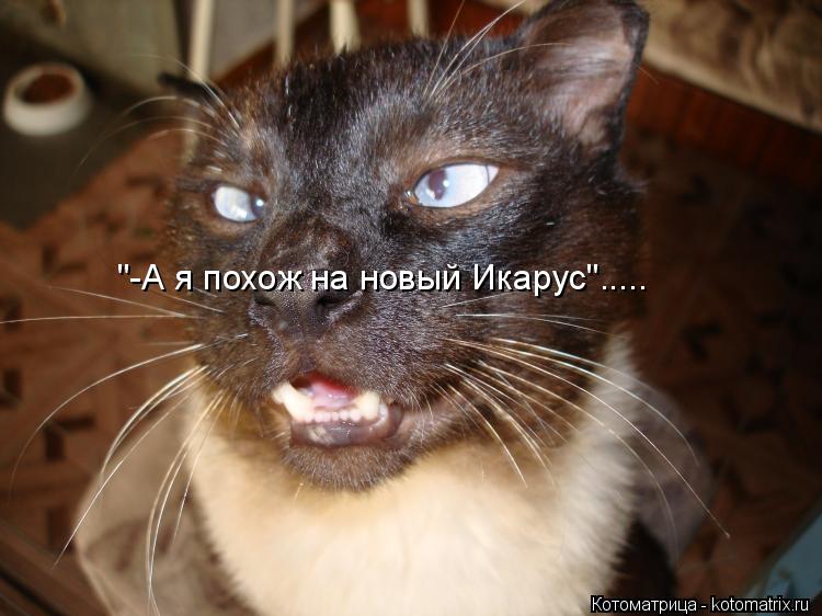 Котоматрица: "-А я похож на новый Икарус".....