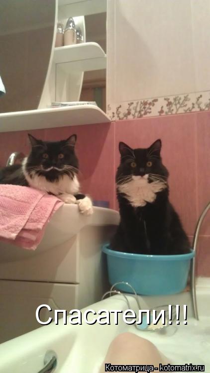 Котоматрица: Спасатели!!!
