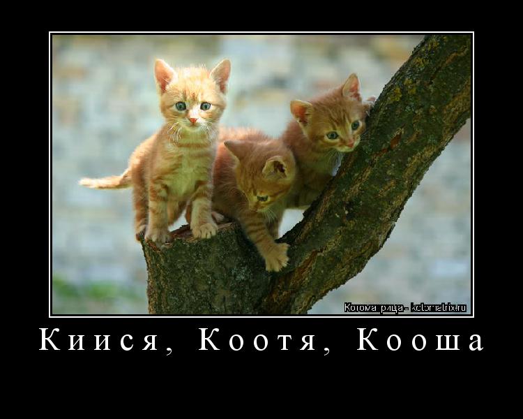 Котоматрица: Киися, Коотя, Кооша 