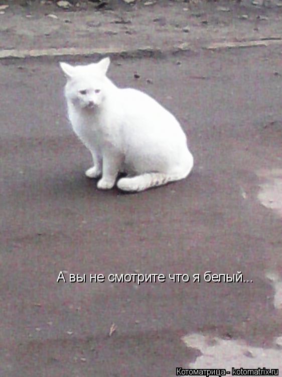 Котоматрица: А вы не смотрите что я белый...
