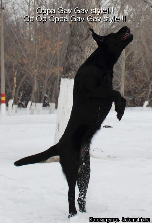 Котоматрица: Oppa Gav Gav style!!! Op Op Oppa Gav Gav style!!!