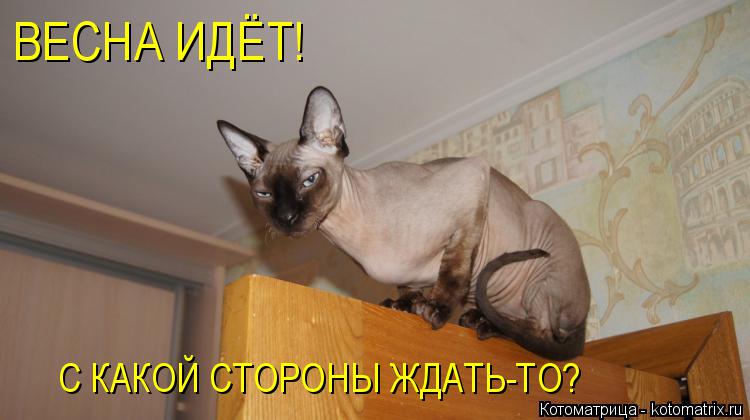 Котоматрица: ВЕСНА ИДЁТ! С КАКОЙ СТОРОНЫ ЖДАТЬ-ТО?