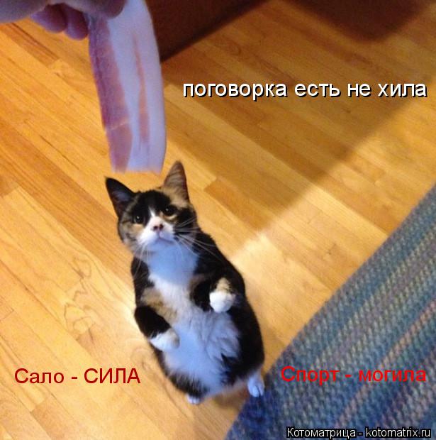 Сало - СИЛА Спорт - могила поговорка есть не хила... Котоматрица: Сало - СИЛА Спорт - могила поговорка есть не хила
