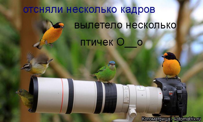 отсняли несколько кадров вылетело несколько птичек О__о... Котоматрица: отсняли несколько кадров вылетело несколько птичек О__о