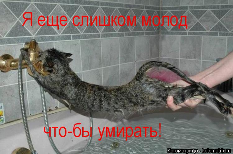 Котоматрица: Я еще слишком молод что-бы умирать!