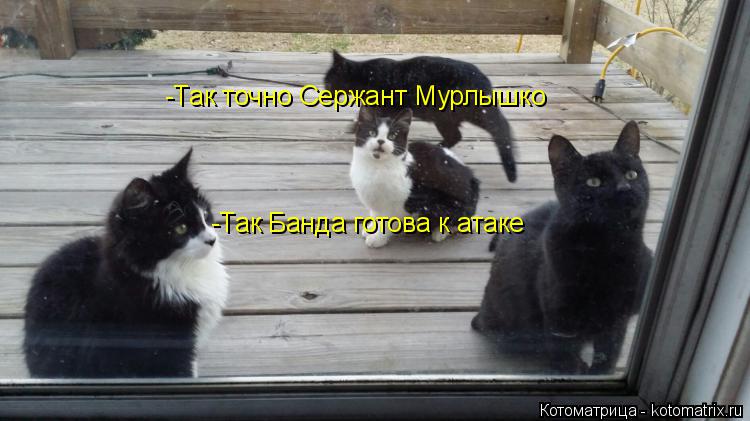 Котоматрица: -Так Банда готова к атаке  -Так точно Сержант Мурлышко