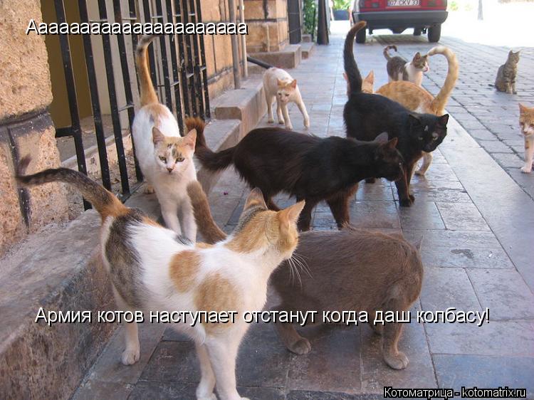 Котоматрица: Армия котов наступает отстанут когда даш колбасу! Ааааааааааааааааааааа
