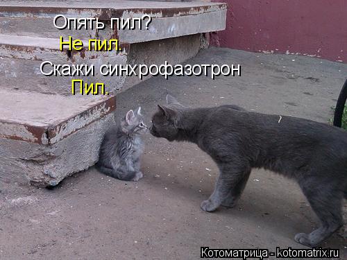 Котоматрица: Опять пил? Не пил. Скажи синхрофазотрон Пил.