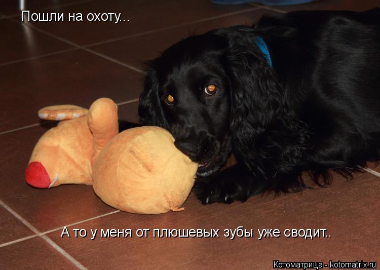 Котоматрица: Пошли на охоту... А то у меня от плюшевых зубы уже сводит..