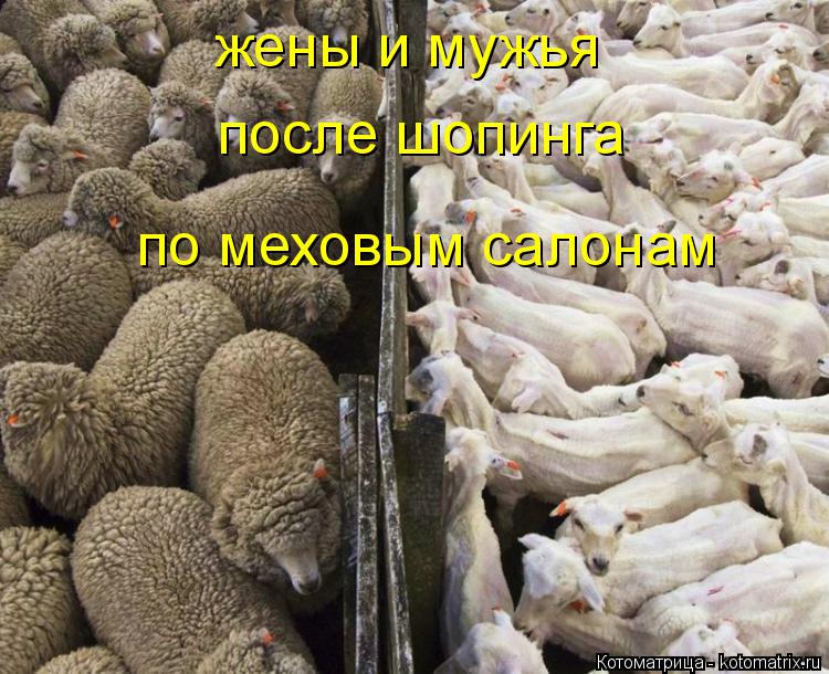 Котоматрица: жены и мужья после шопинга по меховым салонам