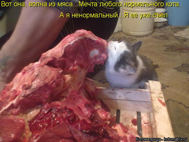 Котоматрица: .А я ненормальный...Я её уже съел Вот она, волна из мяса...Мечта любого нормального кота..
