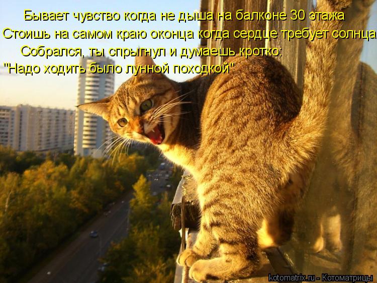 Котоматрица: Бывает чувство когда не дыша на балконе 30 этажа Стоишь на самом краю оконца когда сердце требует солнца Собрался, ты спрыгнул и думаешь кро