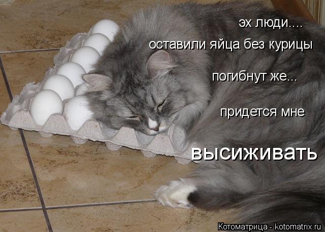 Котоматрица: эх люди....  оставили яйца без курицы погибнут же... придется мне  высиживать